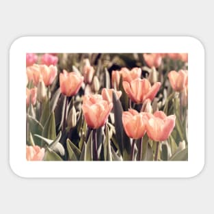 Soft toned colored tulips Sticker
